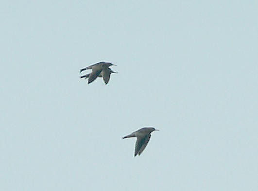 Upland Sandpiper - Jeff R. Wilson