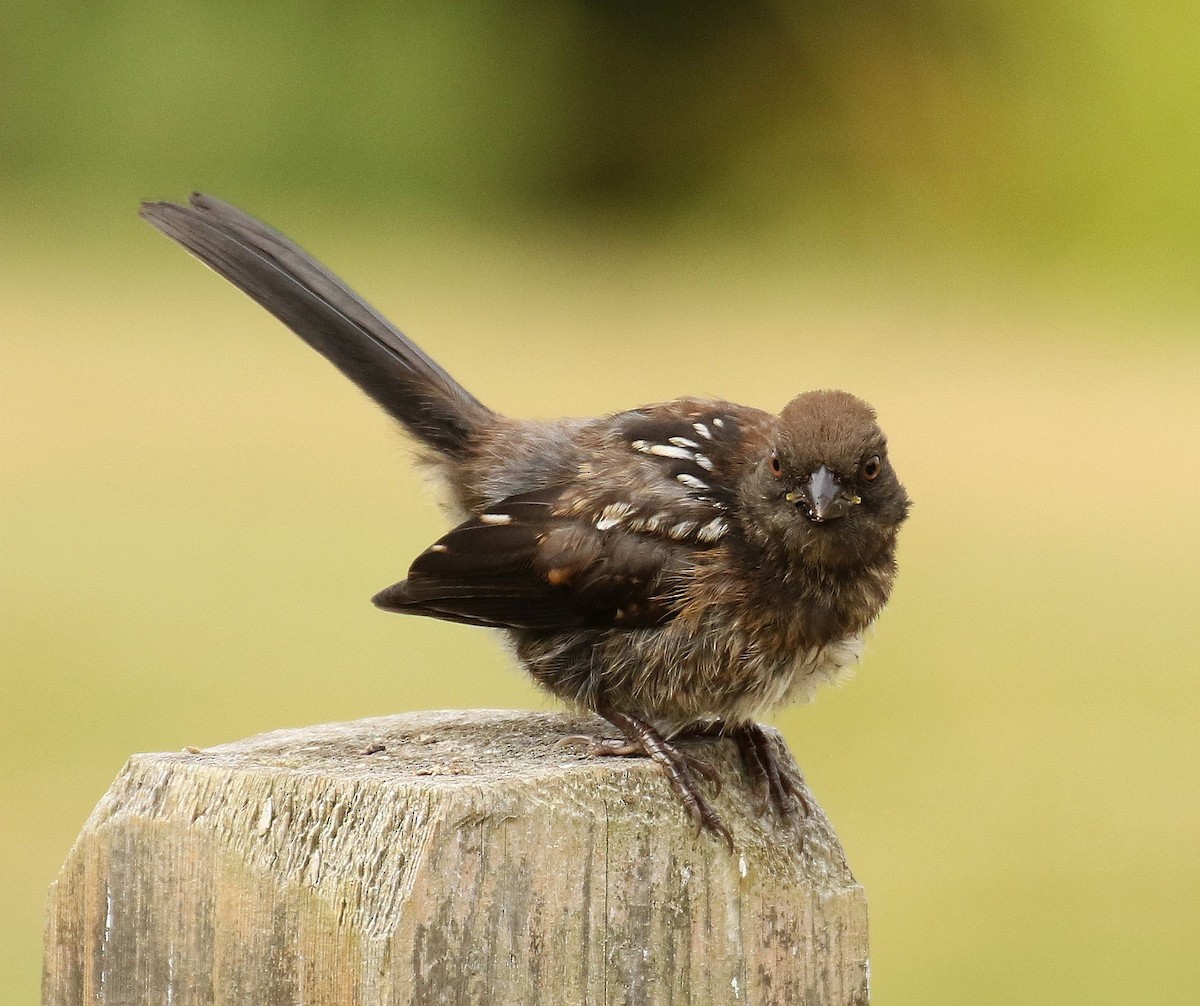 Spotted Towhee (oregonus Group) - ML252866351