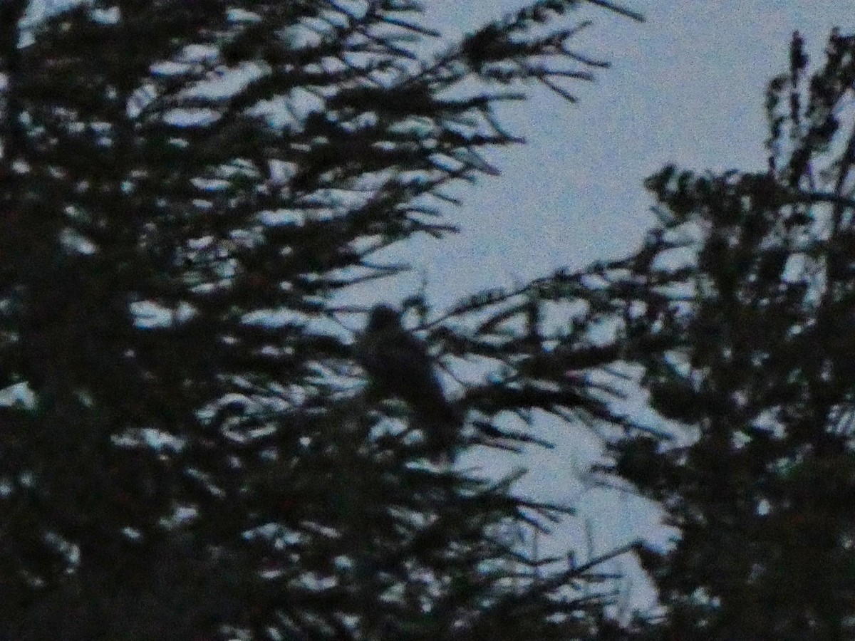 nattravn - ML252867941