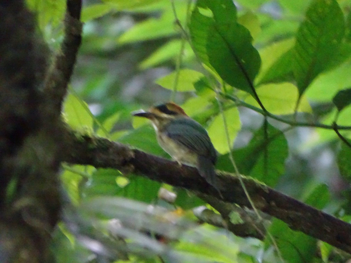 Tody Motmot - ML252869121