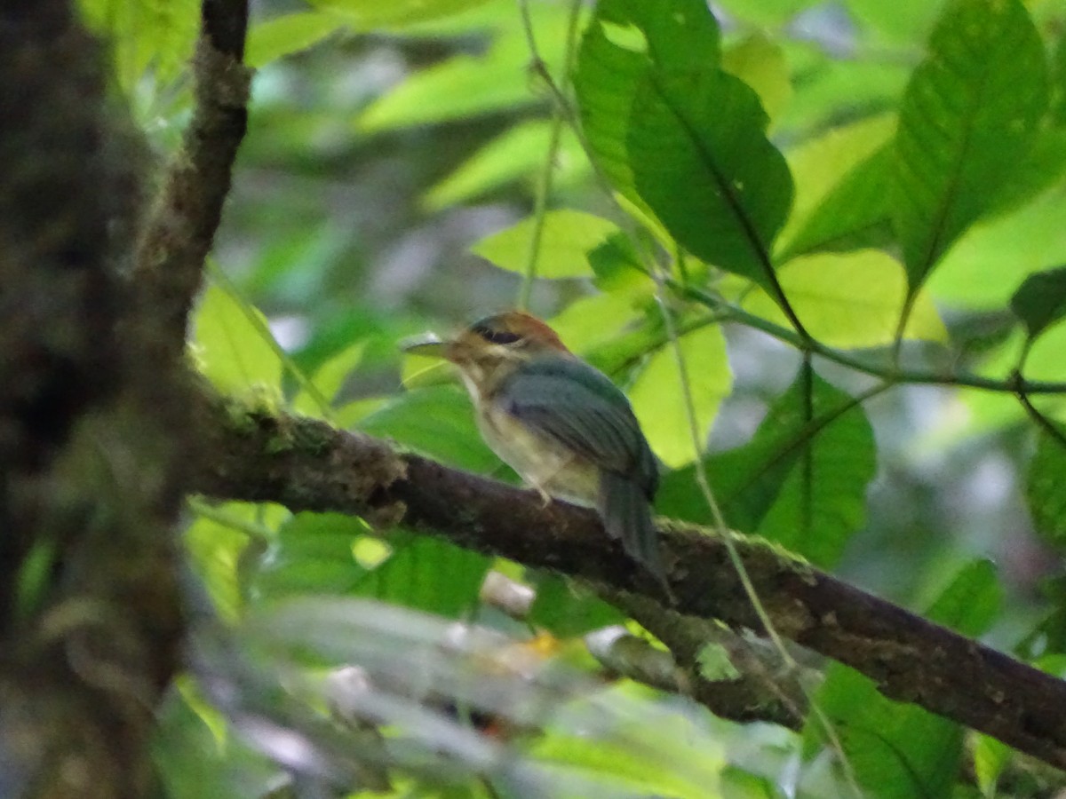 dvergmotmot - ML252869261