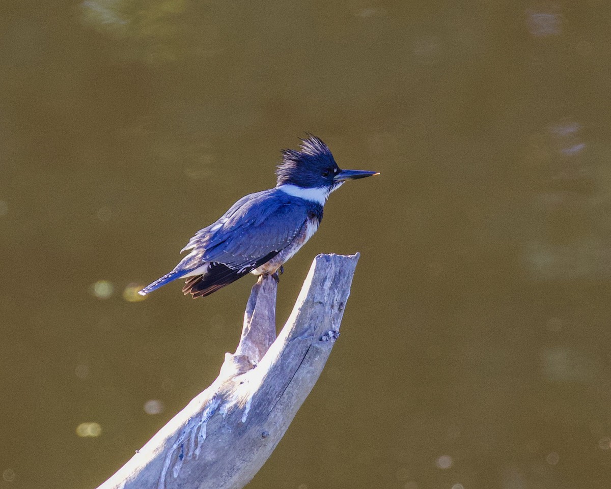 Belted Kingfisher - ML252871531