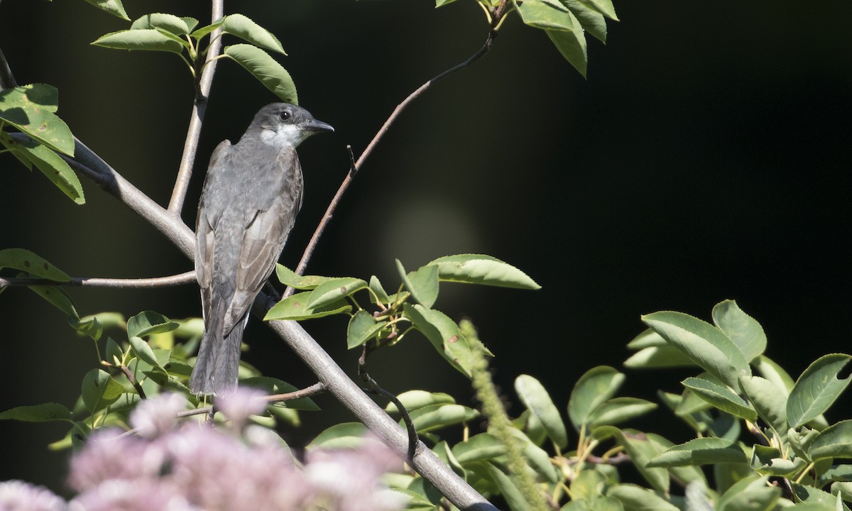 Eastern Kingbird - ML252871721