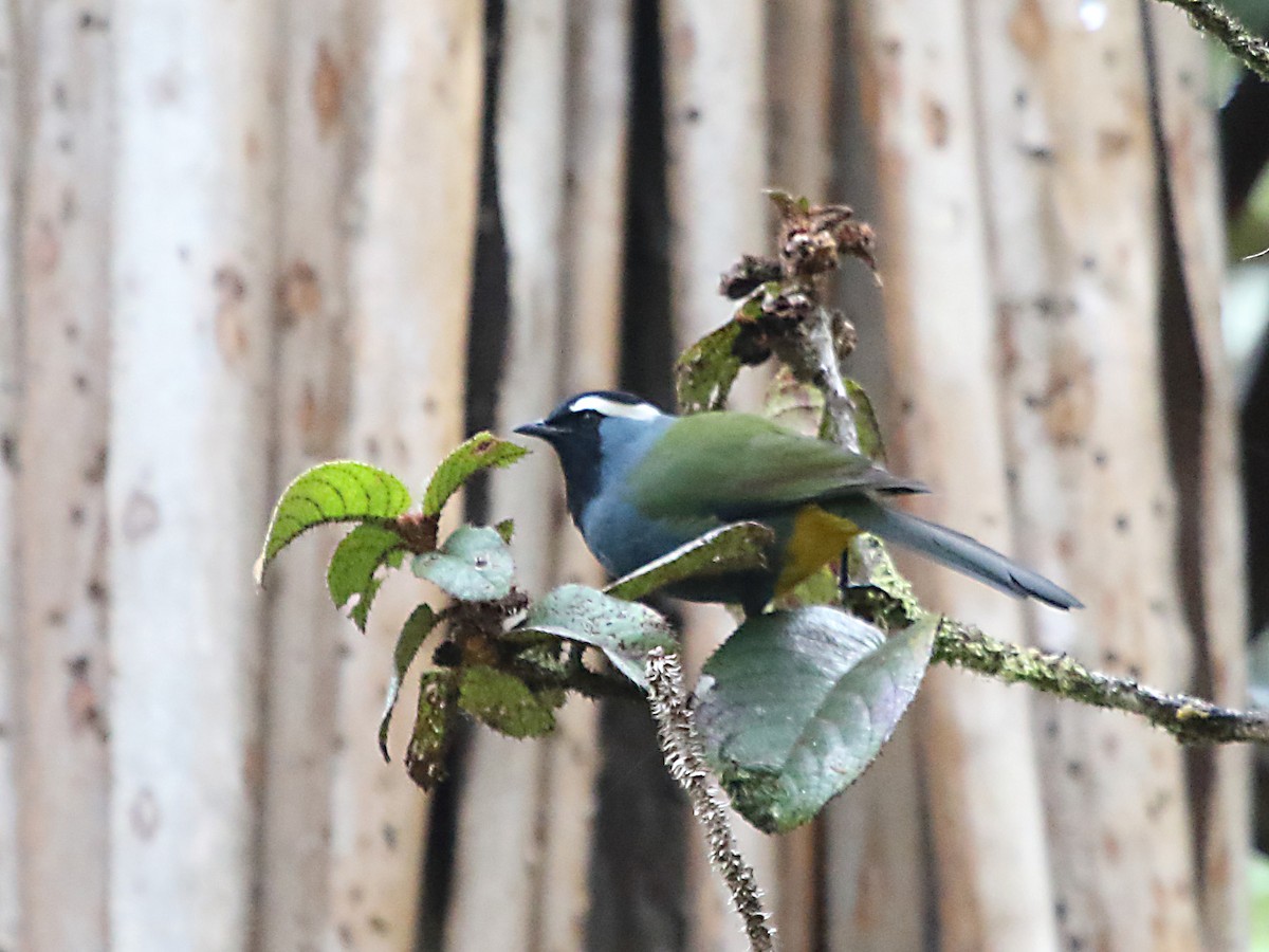 Eastern Crested Berrypecker - Myles McNally