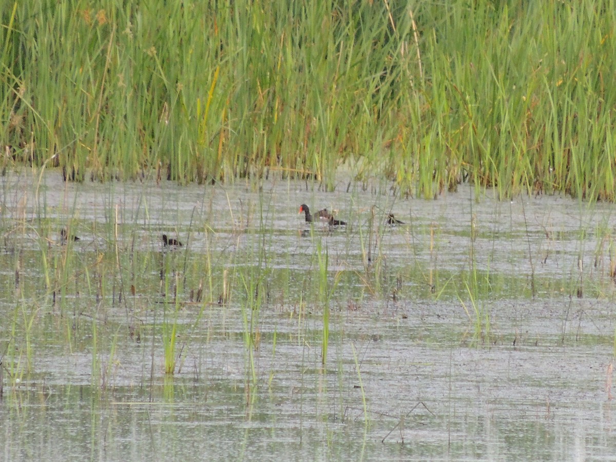 Gallinule d'Amérique - ML252873781