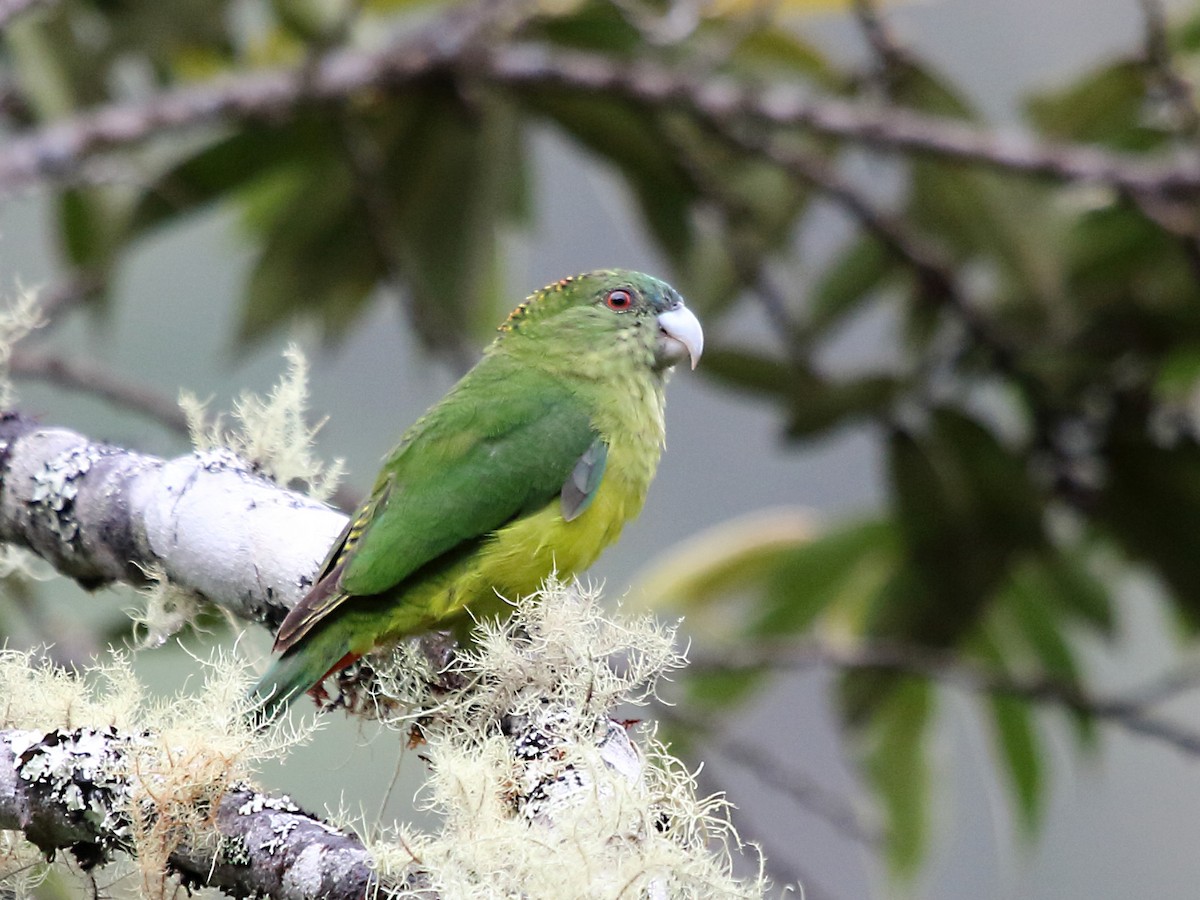 Madarasz's Tiger-Parrot - Myles McNally