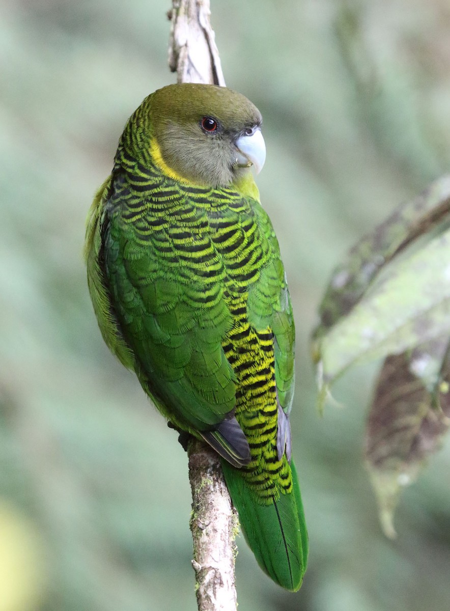 Brehm's Tiger-Parrot - ML252876251