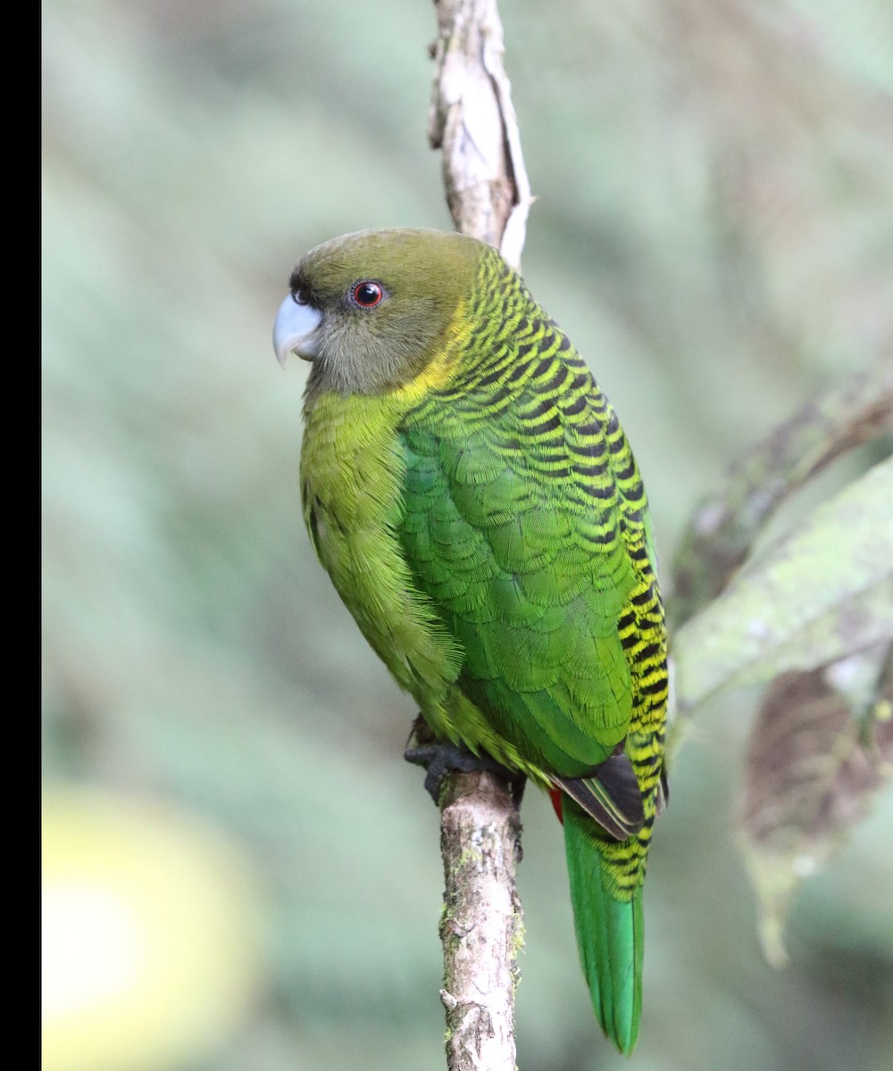 Brehm's Tiger-Parrot - ML252876291