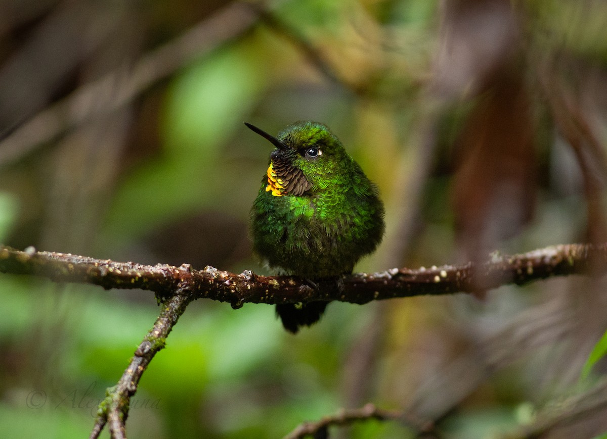 Colibrí Lucero - ML252876611