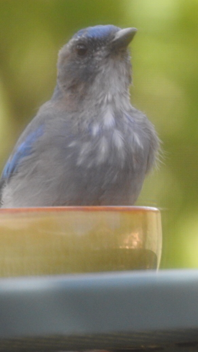 Woodhouse's Scrub-Jay - ML252878211