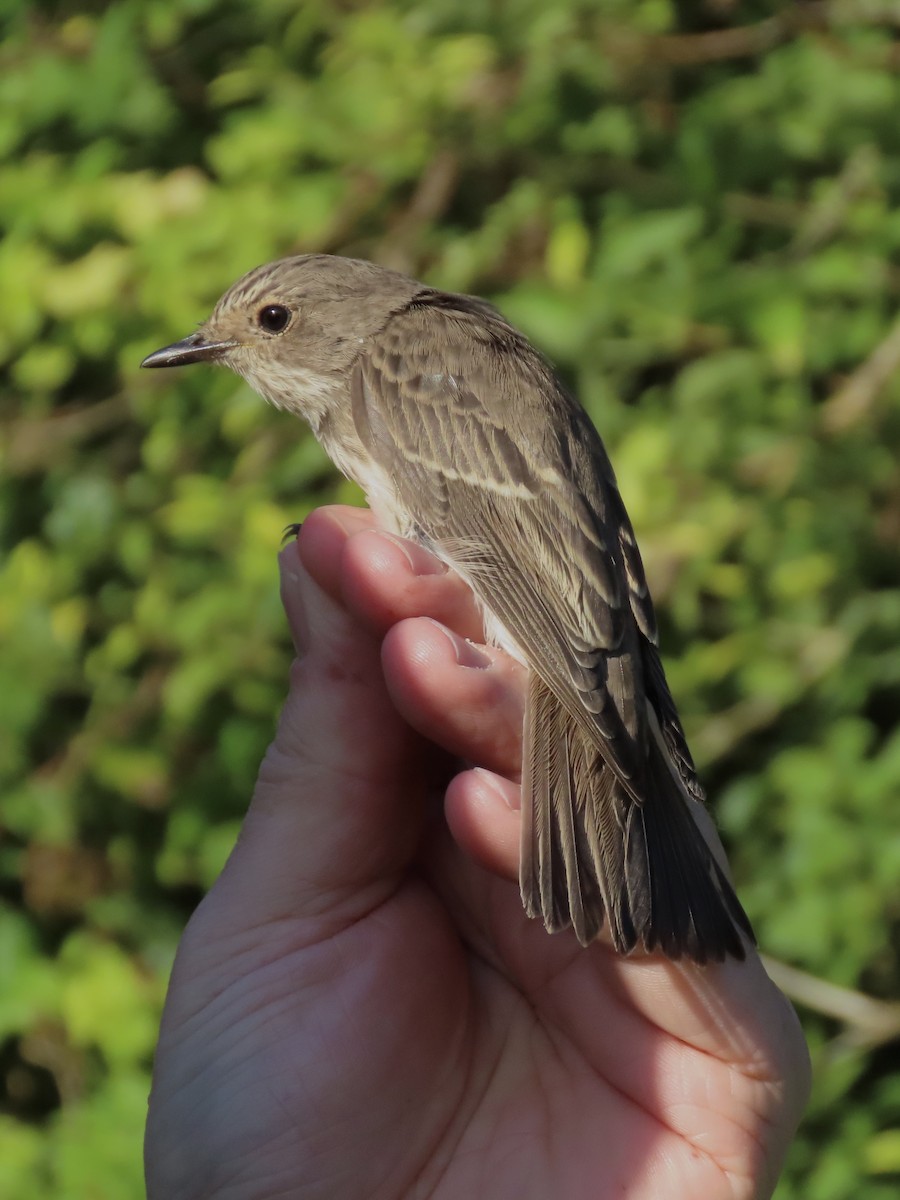 Spotted Flycatcher - David Campbell