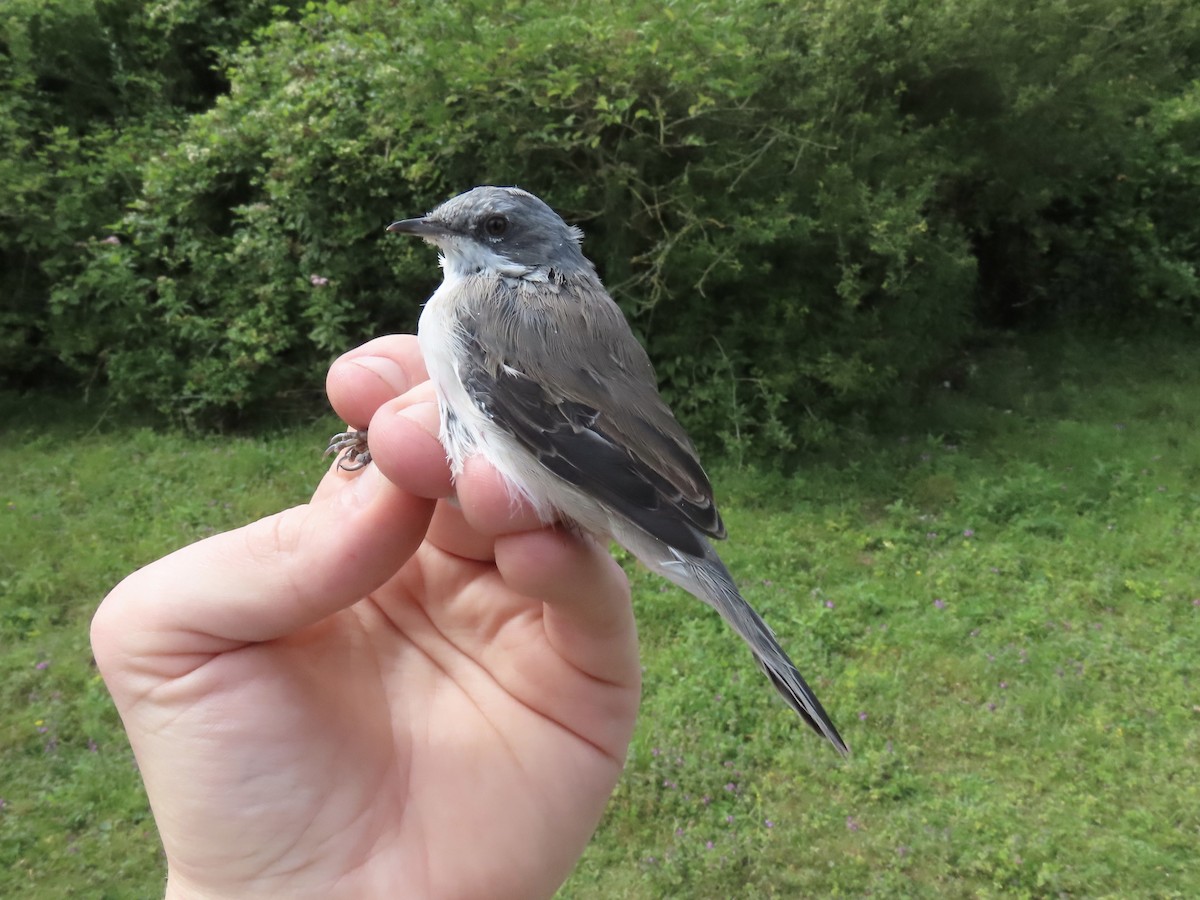 Lesser Whitethroat - David Campbell