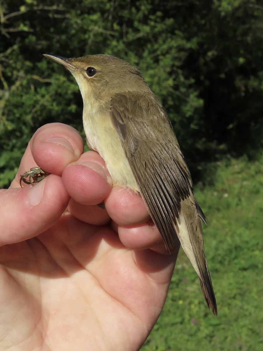 Common Reed Warbler - David Campbell