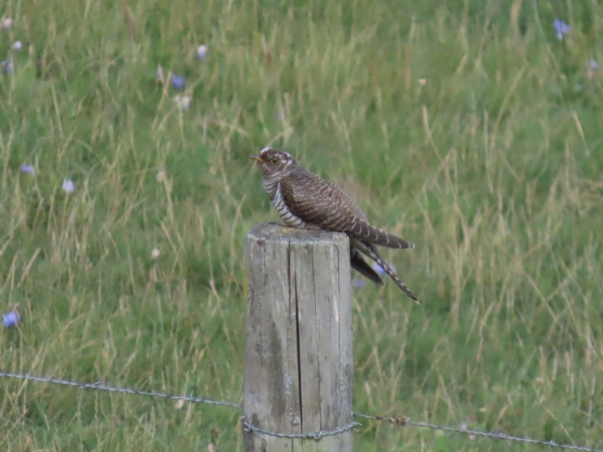 Common Cuckoo - David Campbell