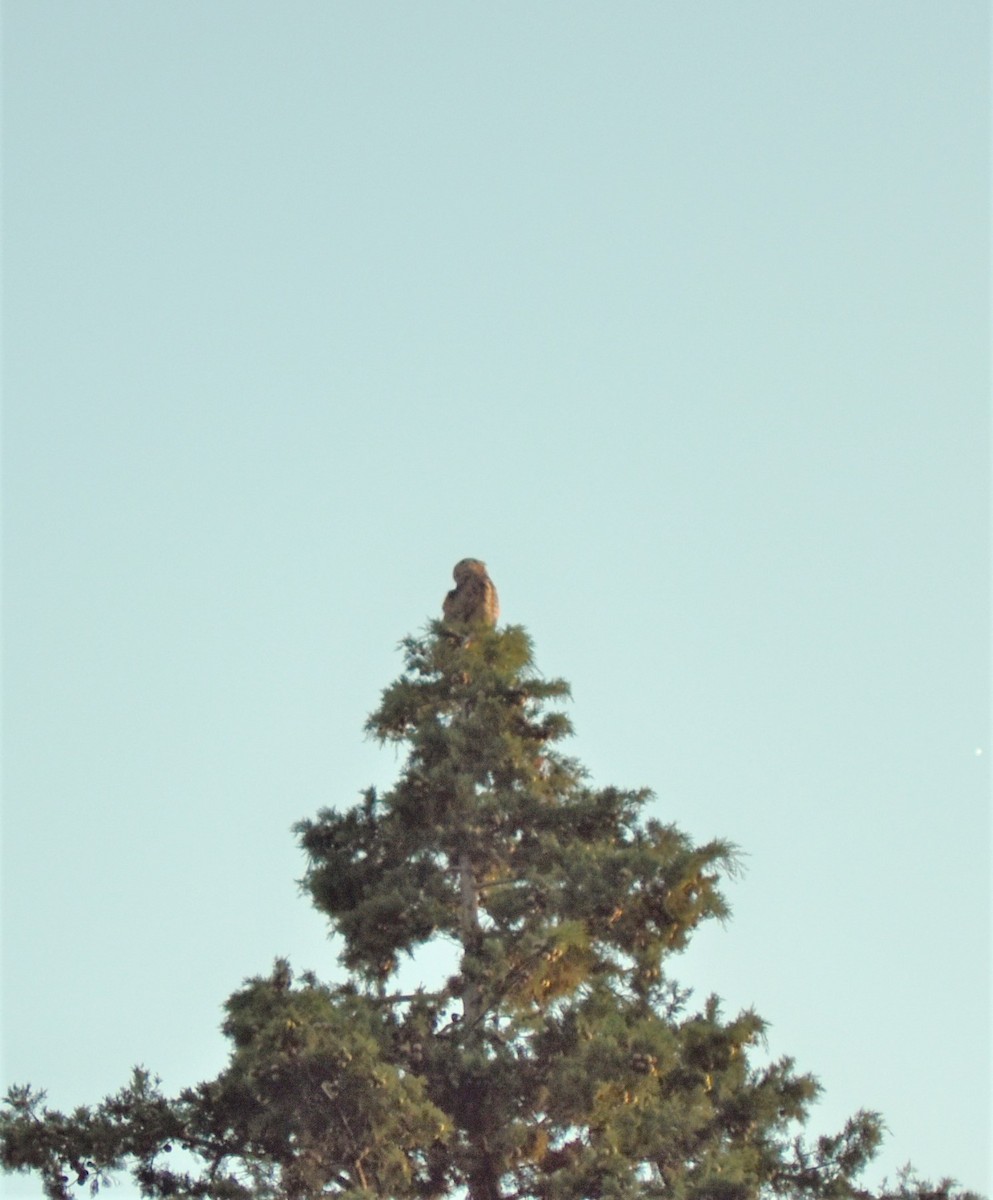 Great/Lesser Horned Owl - ML252880321
