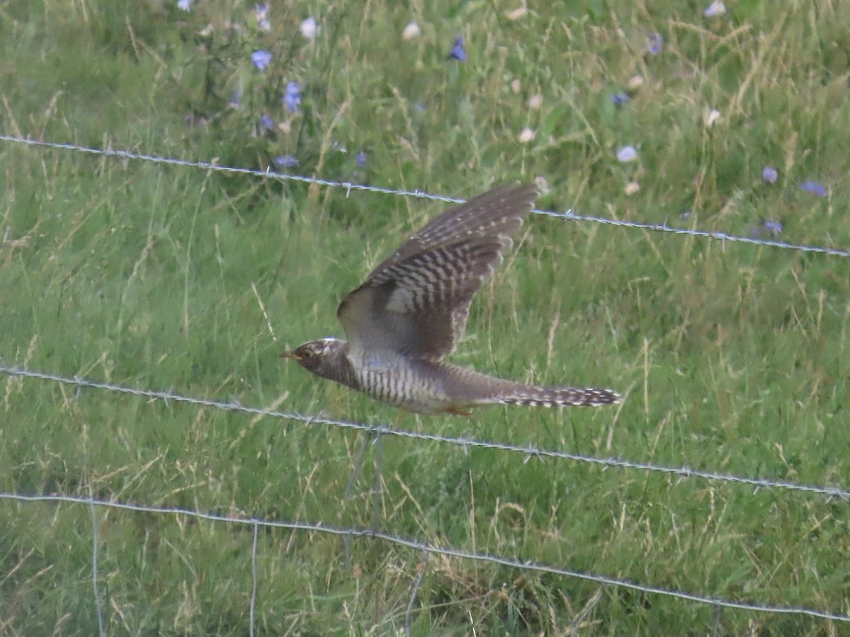 Common Cuckoo - David Campbell