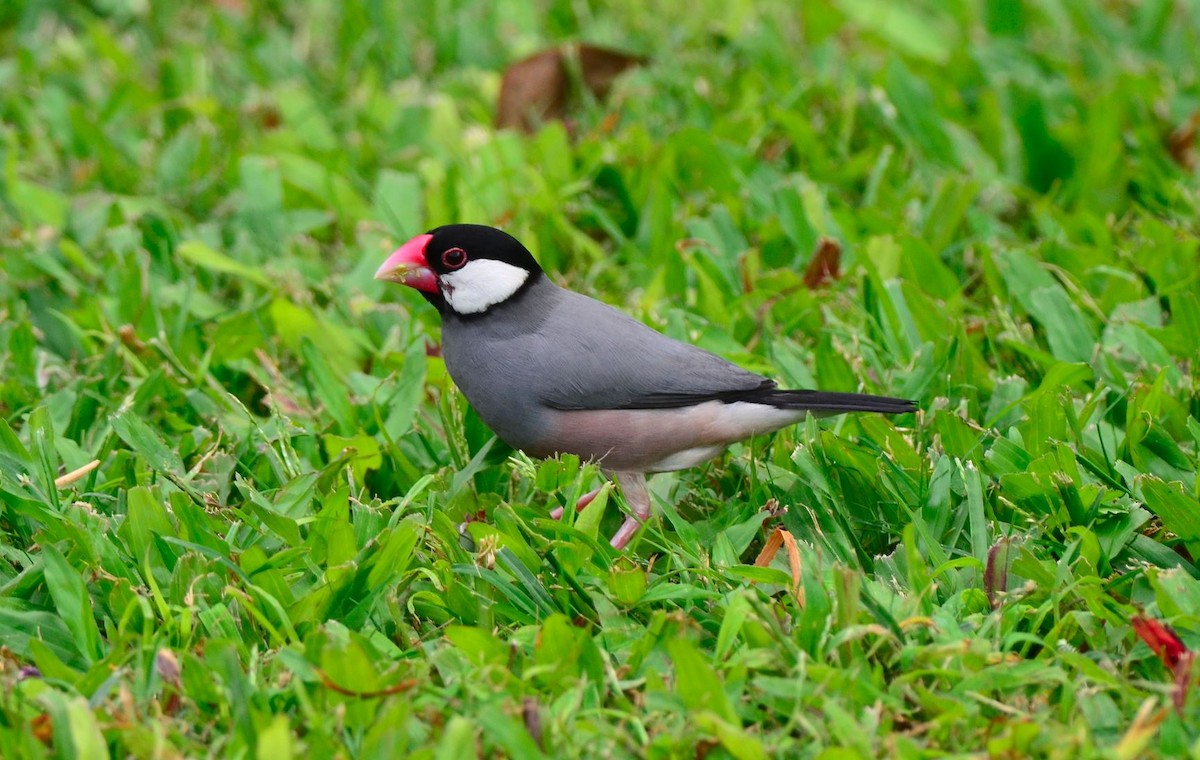 Java Sparrow - Tom Crabtree