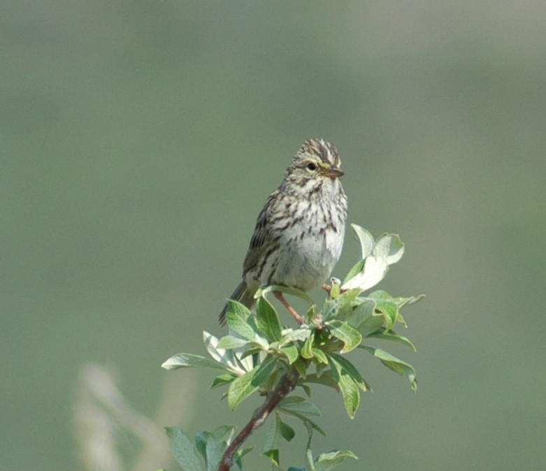 Savannah Sparrow - ML252883861