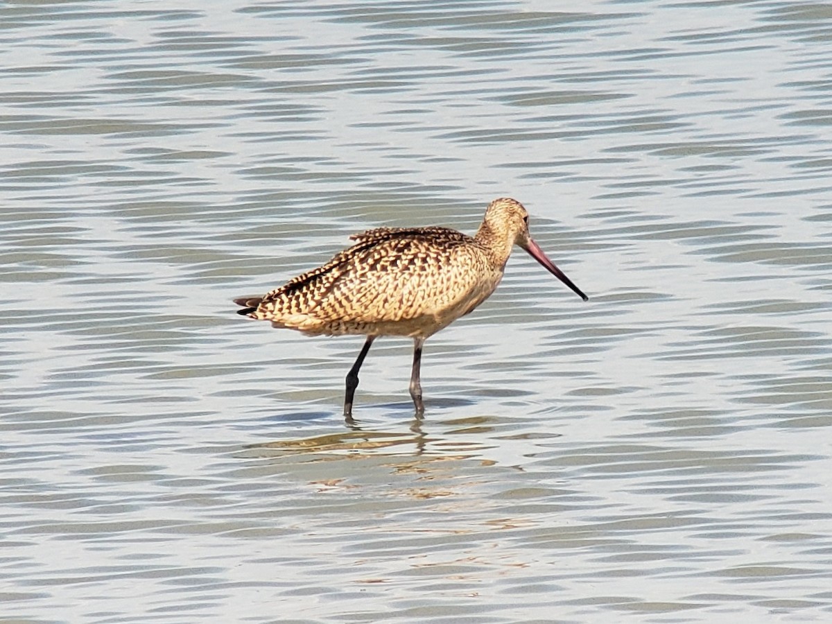 Marbled Godwit - Steve Calver