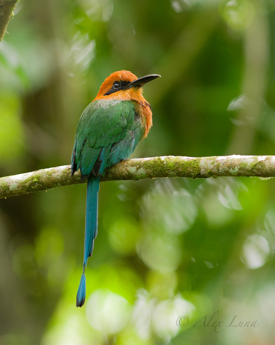 Broad-billed Motmot - Alex Luna