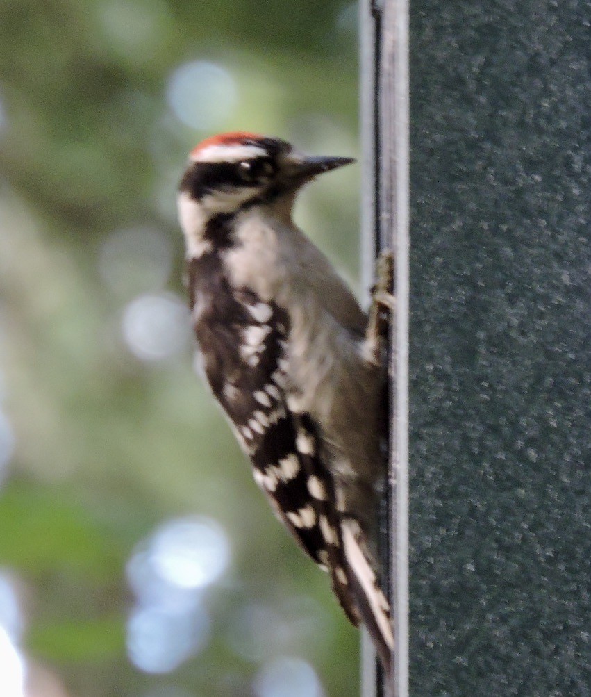 Downy Woodpecker - Dayna Austin