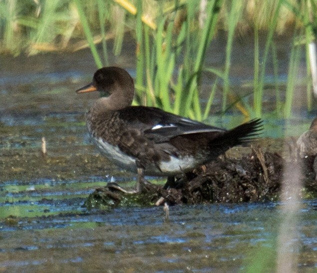 Hooded Merganser - ML252885451