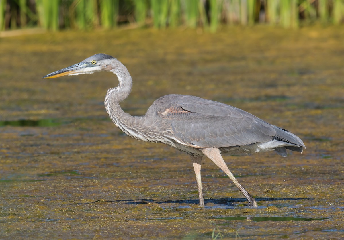 Great Blue Heron - ML252885641