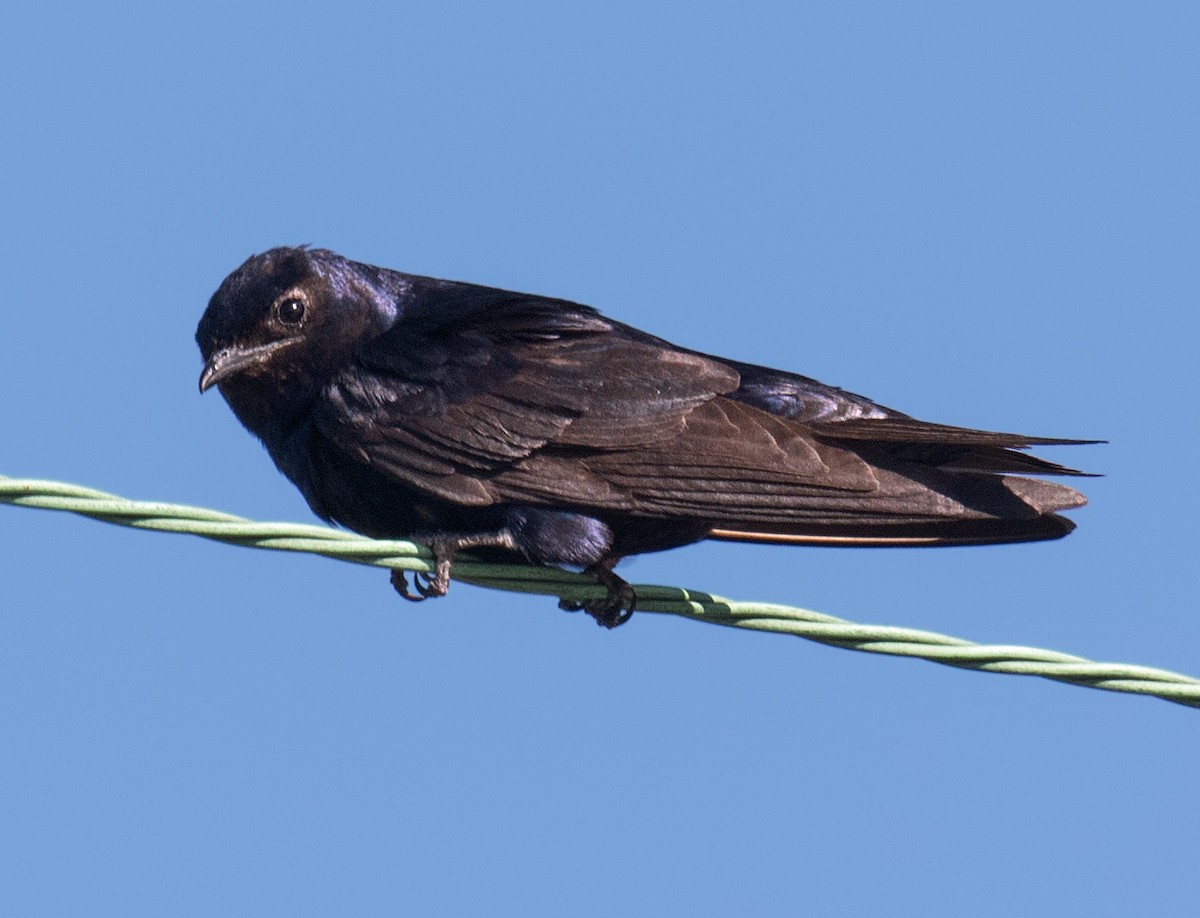 Purple Martin - ML252886081