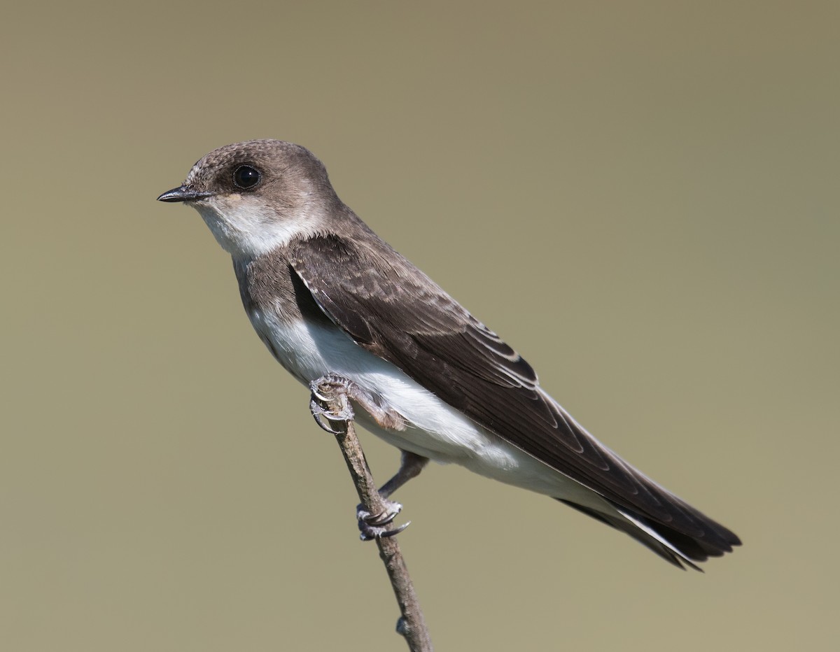 Bank Swallow - Darlene Friedman