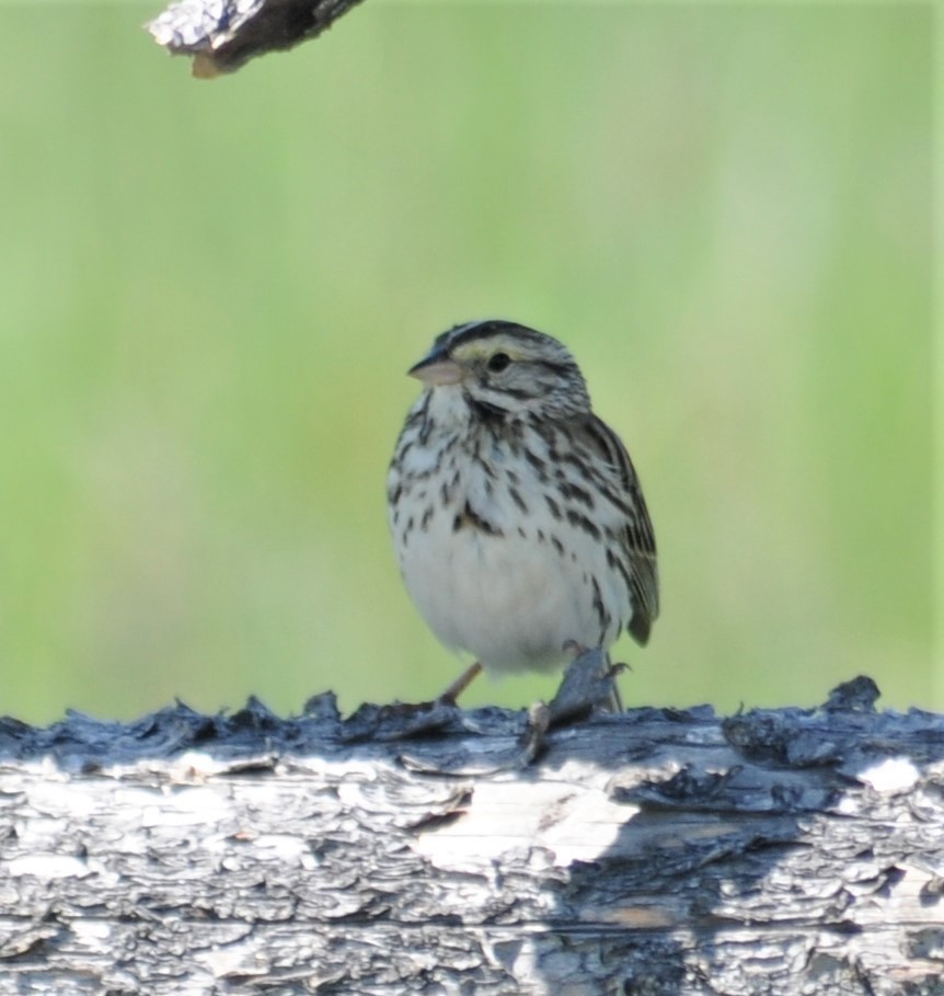 Savannah Sparrow - ML252886961