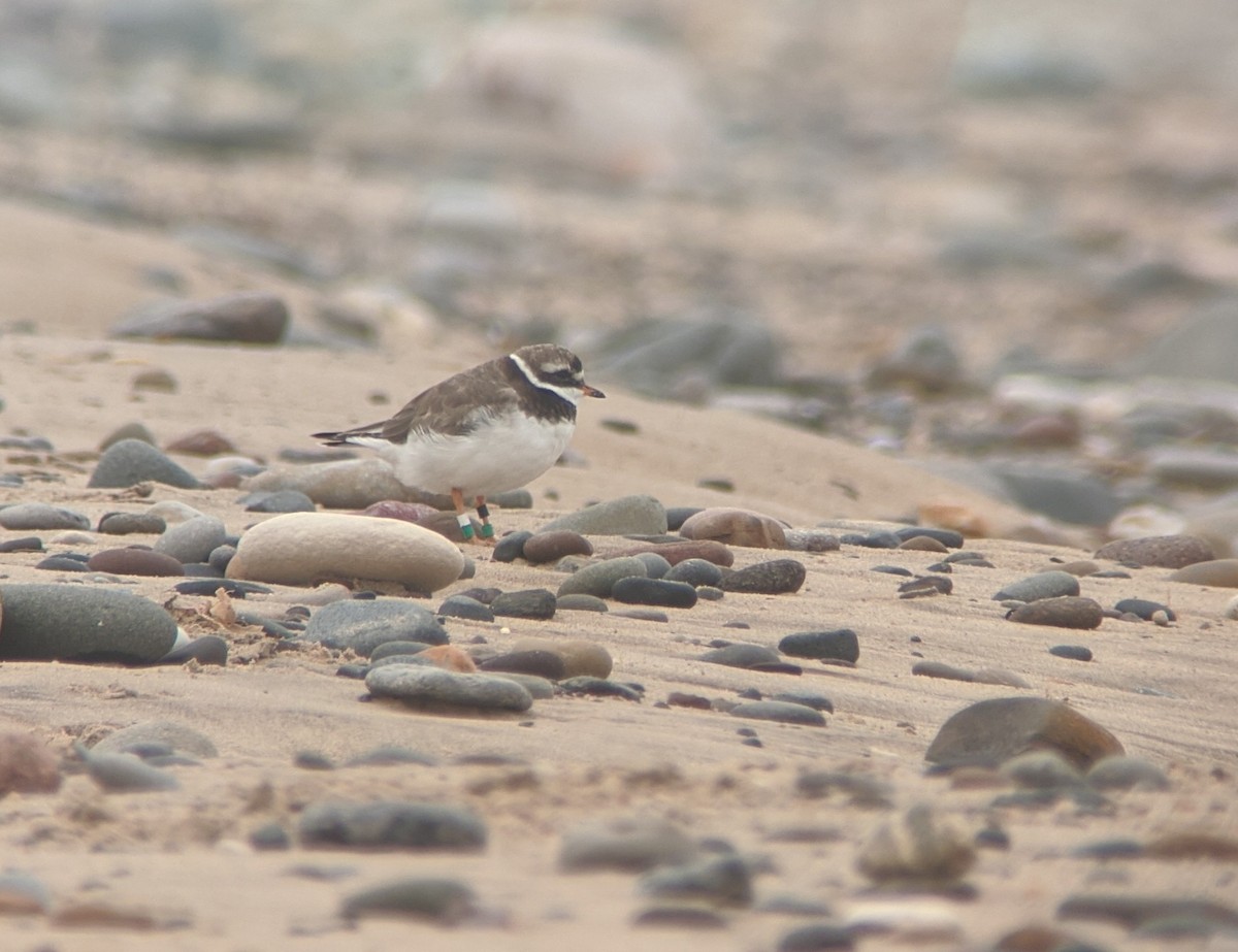 Common Ringed Plover - ML252887311