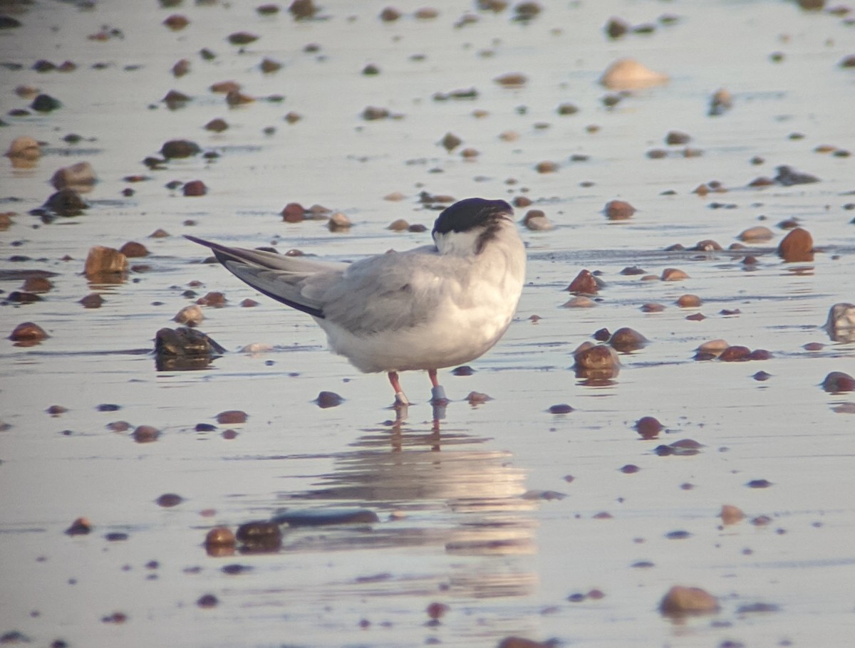 Little Tern - ML252887571