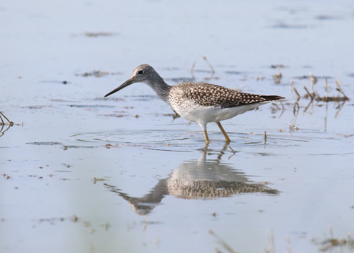 Greater Yellowlegs - ML252890941