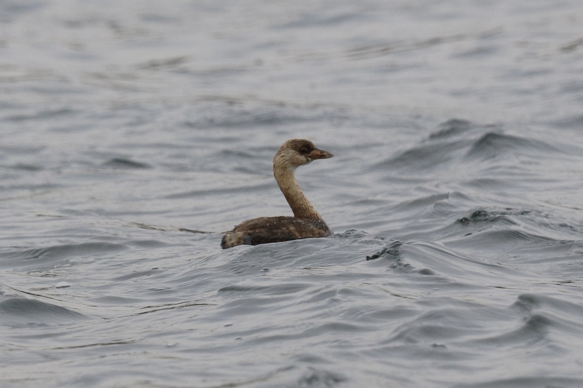 Pied-billed Grebe - ML252890961