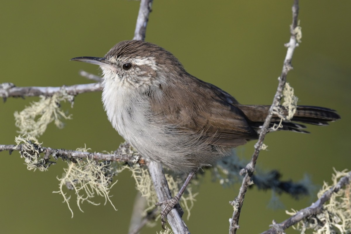 Bewick's Wren - ML252891981