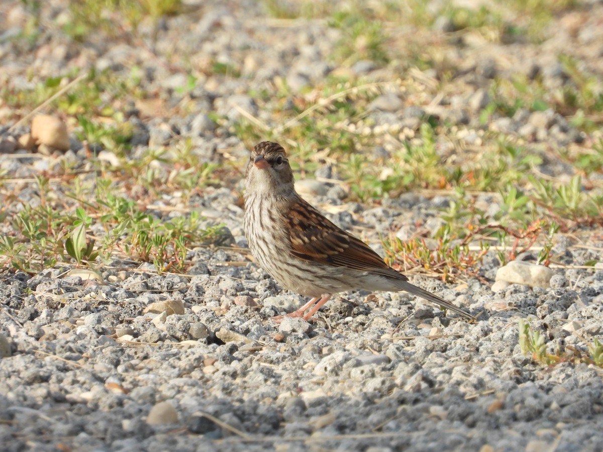 Savannah Sparrow - ML252892641