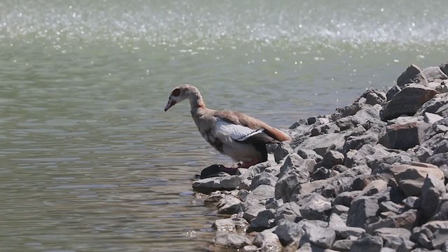 Egyptian Goose - ML252893491