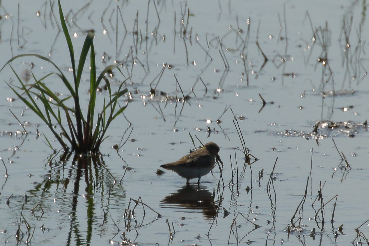 Baird's Sandpiper - ML252893681