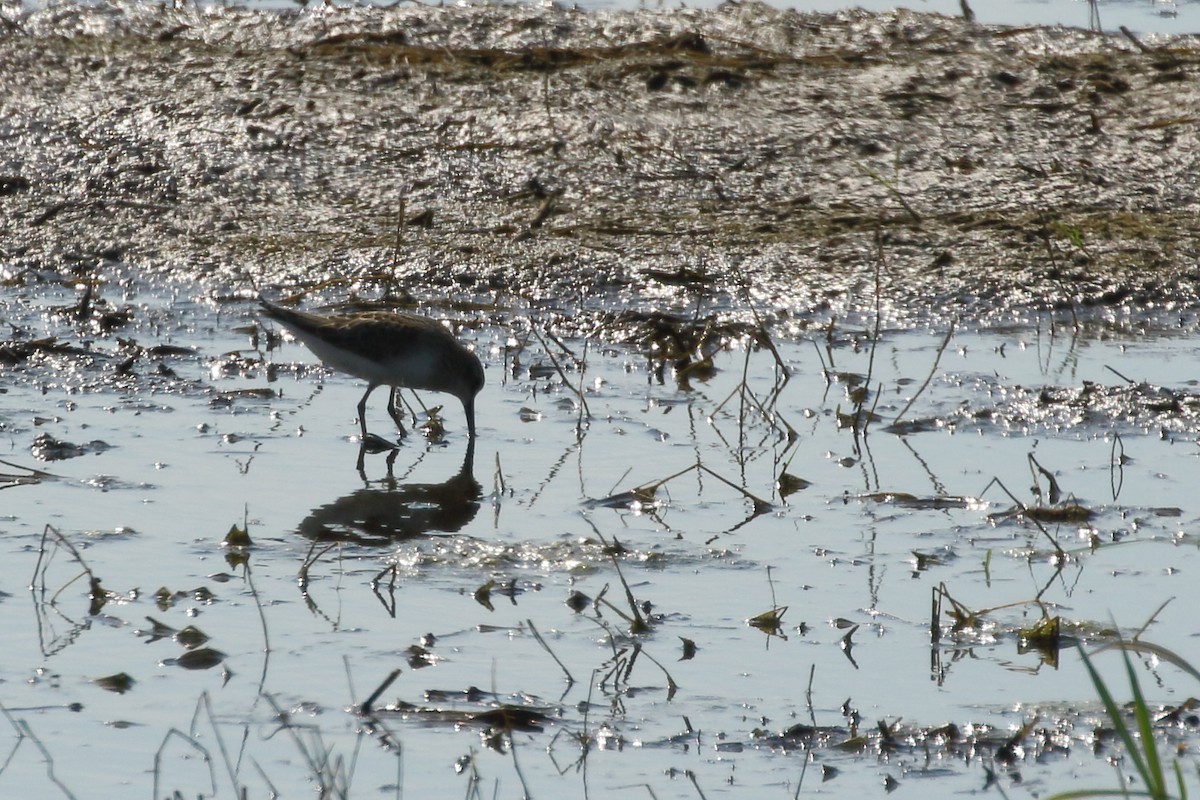 Baird's Sandpiper - ML252893691