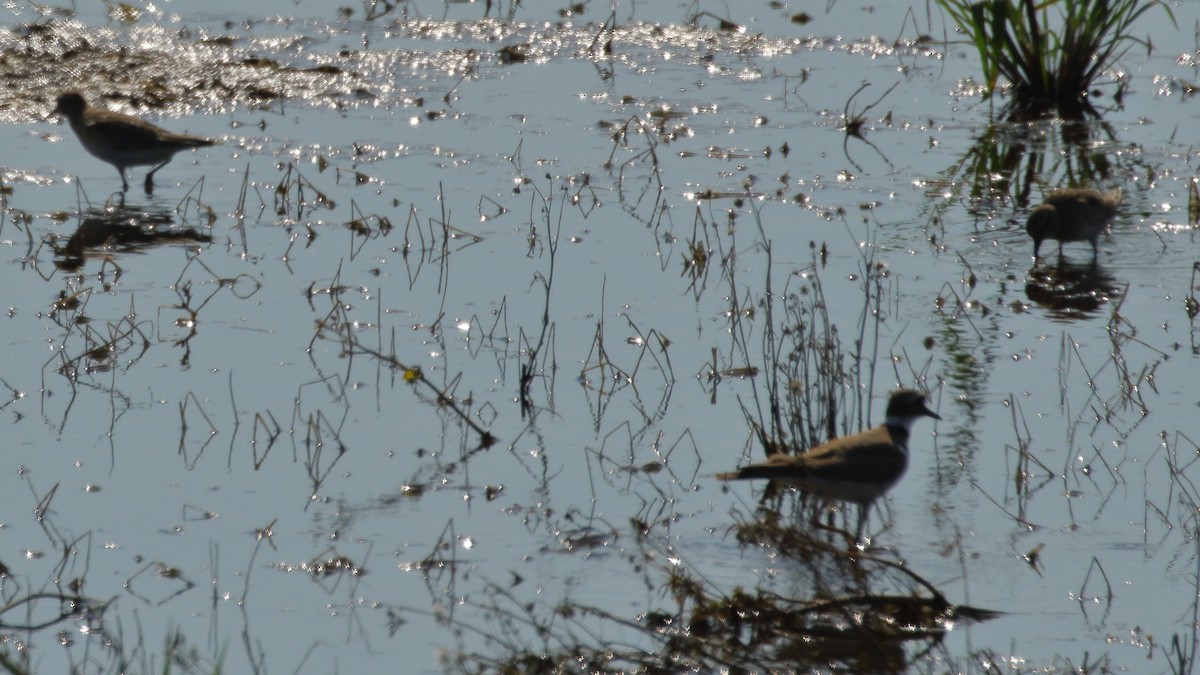 Baird's Sandpiper - ML252893701