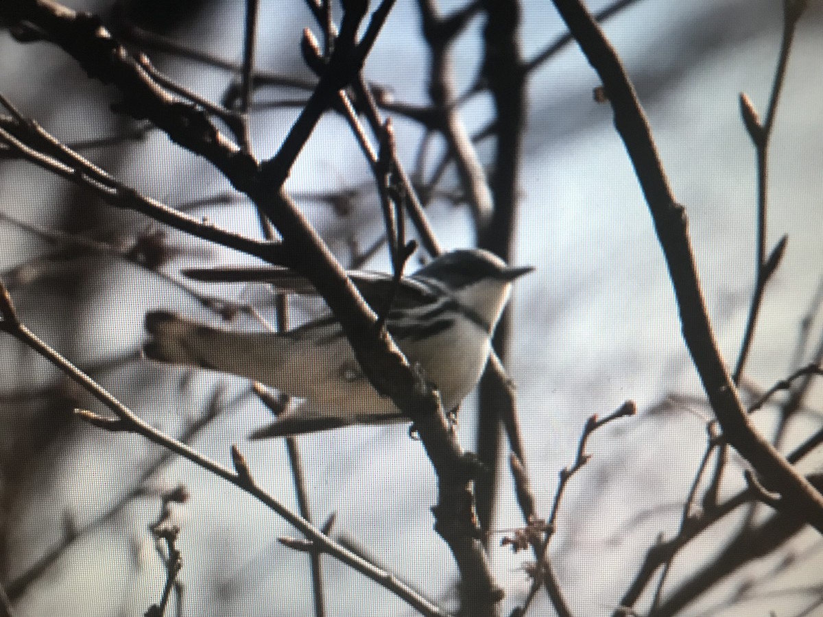 Blauwaldsänger - ML252895931