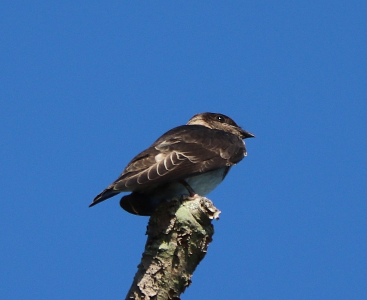 Purple Martin - ML252896231