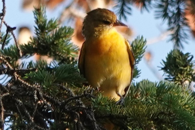 Western Tanager - ML252896361