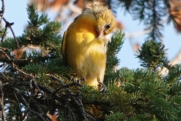 Western Tanager - ML252896381