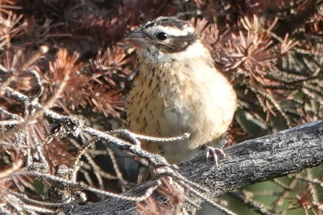 Rose-breasted Grosbeak - ML252896901