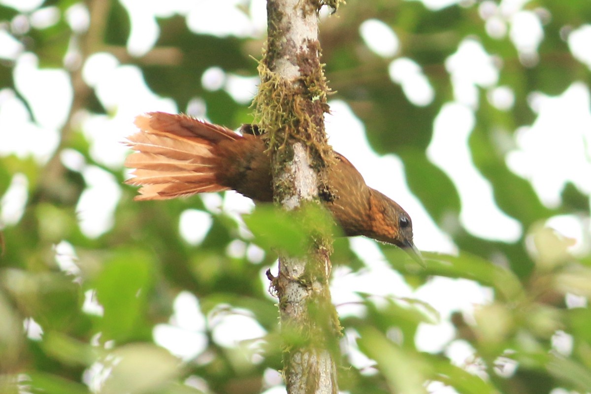 Streak-breasted Treehunter - ML252896941