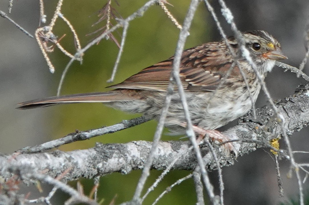 White-throated Sparrow - Mike Blancher