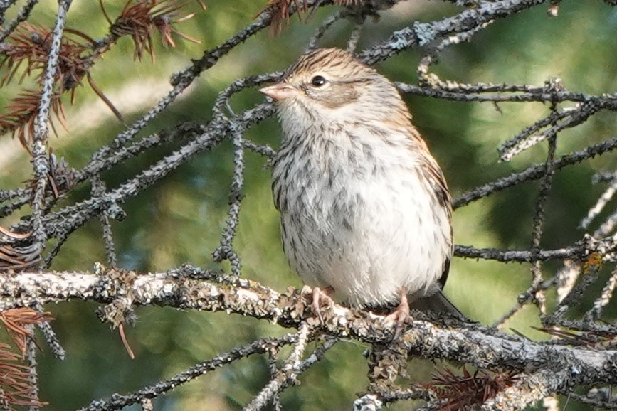 Chipping Sparrow - ML252897791