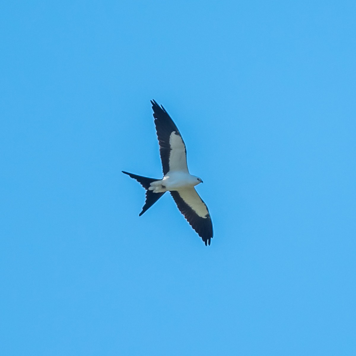 Swallow-tailed Kite - ML252898571