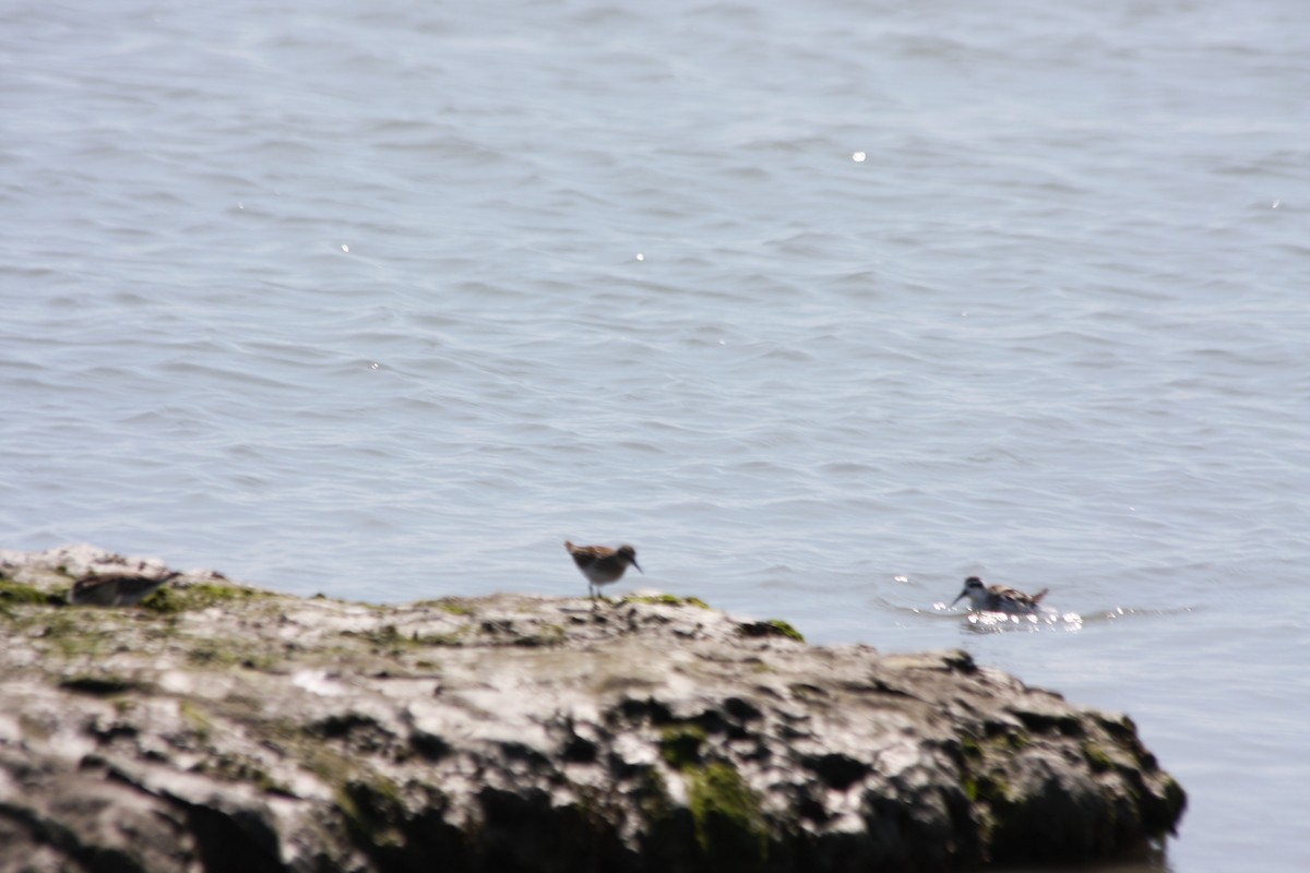 Phalarope à bec étroit - ML252898781